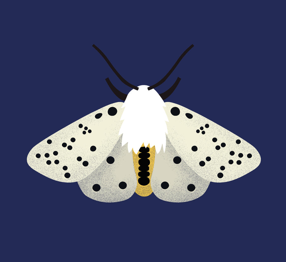 White Ermine moth